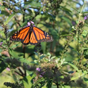 Mariposa Monarca Viajecito Lindo