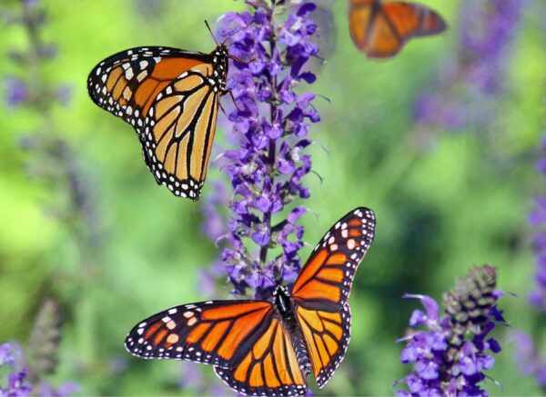 Mariposa Monarca - Viajecito Lindo