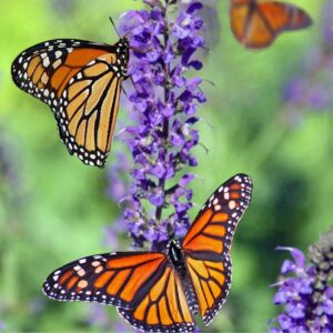 Mariposa Monarca - Viajecito Lindo
