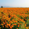 Campos de Cempasuchil y Atlixco