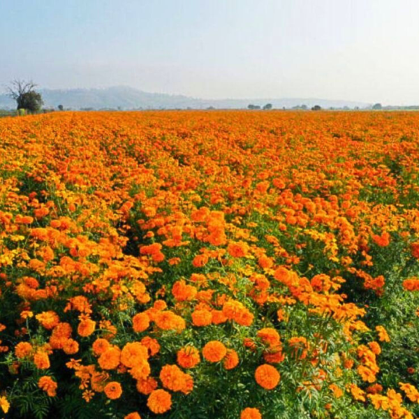 Campos de Cempasuchil y Atlixco