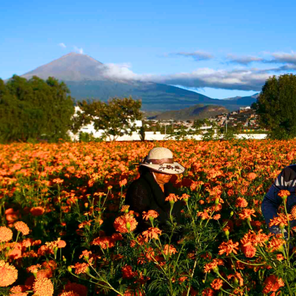 Tour Campos de Cempasúchil y Atlixco