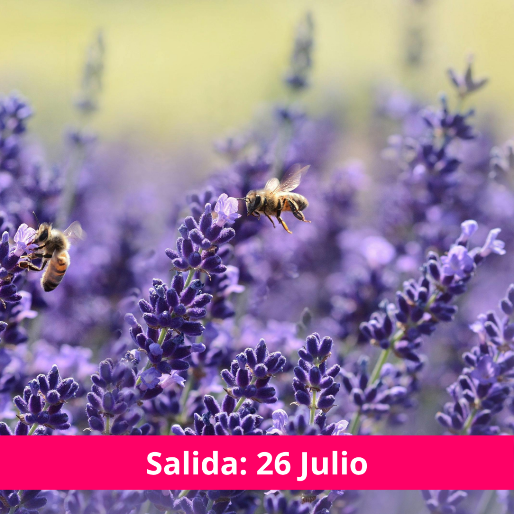 Campos de Lavanda - Viajecito Lindo