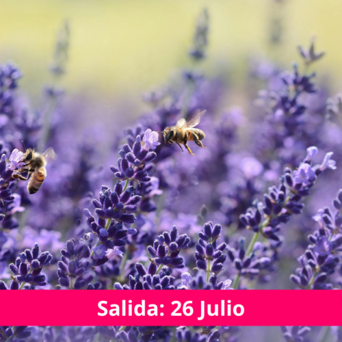 Campos de Lavanda - Viajecito Lindo